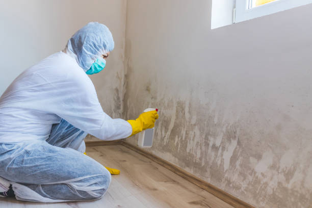 Licensed Black Mold Removal service in Syosset, NY - WQB Mold Removal