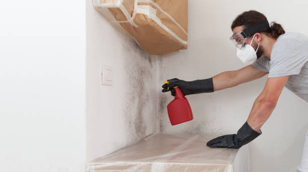 Professional Black Mold Removal technician working in Syosset, NY