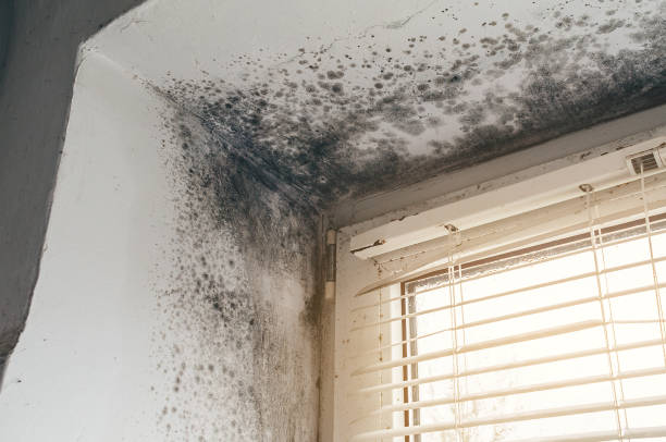 Affordable Black Mold Removal solutions in Syosset, NY